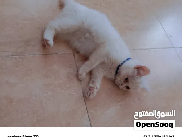 الاسم سوسو