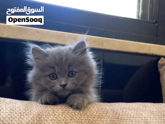 قطة مكس همالايا وبرتيش عمرها شهرين