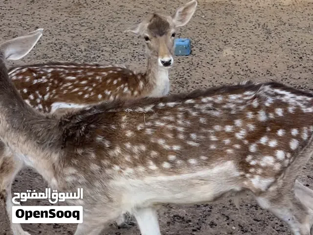 غزلان فلودير 2 انثى1 ذكر منتجه وسليمه