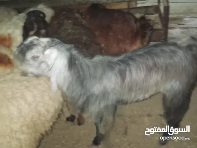 جدي تبارك الرحمن البيع الي يشوف المال يذكر الله