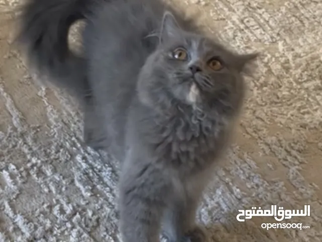 قطة انثى للبيع عمرها 5 شهور