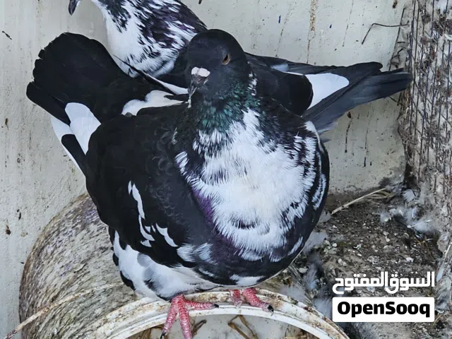 مدينة (فرش منديل)