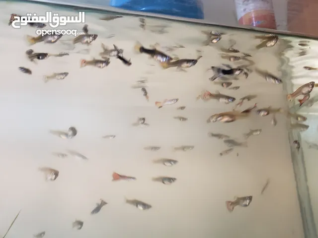 اسماك زينة ولووود