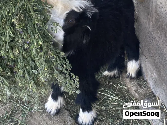 صخل للبيع العمر 4