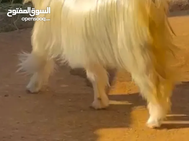 شوهات من حلال الرحبي الاصيل