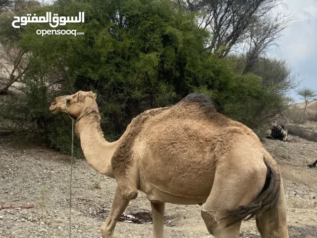 ناقة اصل وفصل ادخل للاعلان