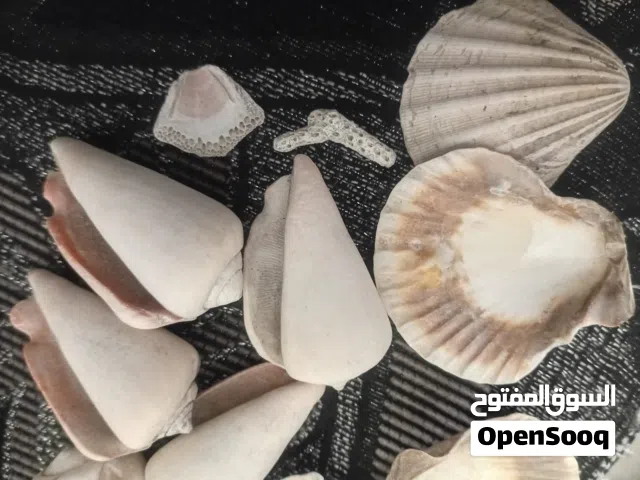 للبيع بعمان صدفات بحرية متحجرة أصلية عمرها 70 مليون سنة