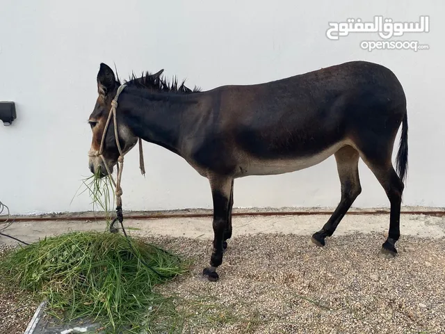 حماره امورها طيبه