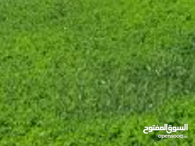 Farm Land for Rent in Jordan Valley Other