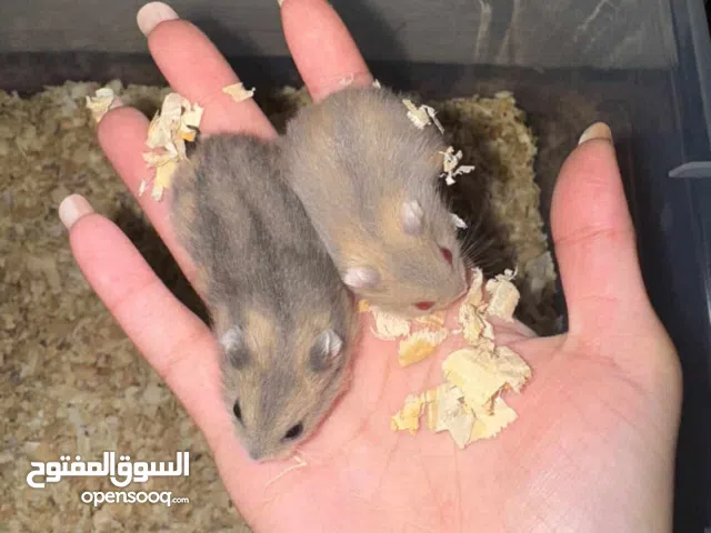 هامستر سوري وروسي بالوان متعدده يوجد توصيل لجميع محافظات العراق