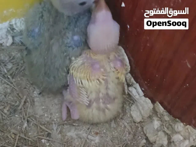 زوج الفراخ غندوره زق