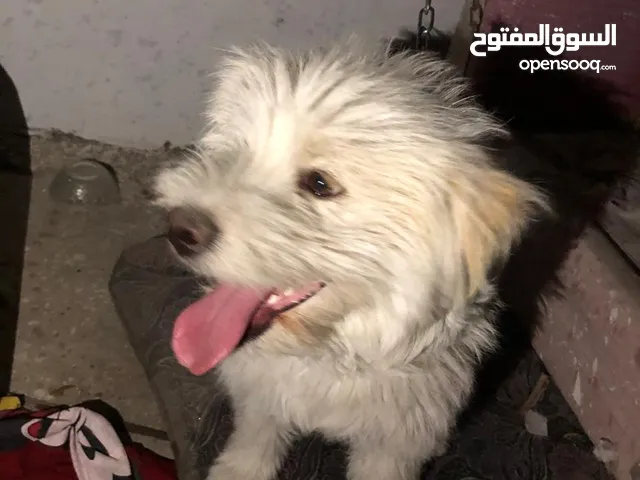 كلب زينه جميل