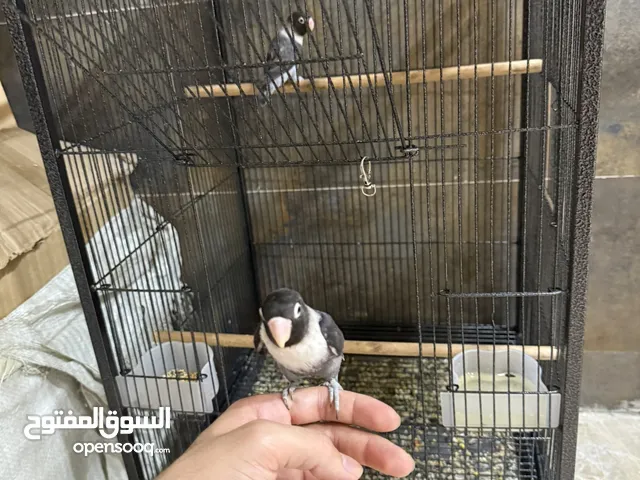 غندور عدد 4 واحد منهم اليف مع اقفاص 2 واحد قفص كبير كلشي مبين بالصور