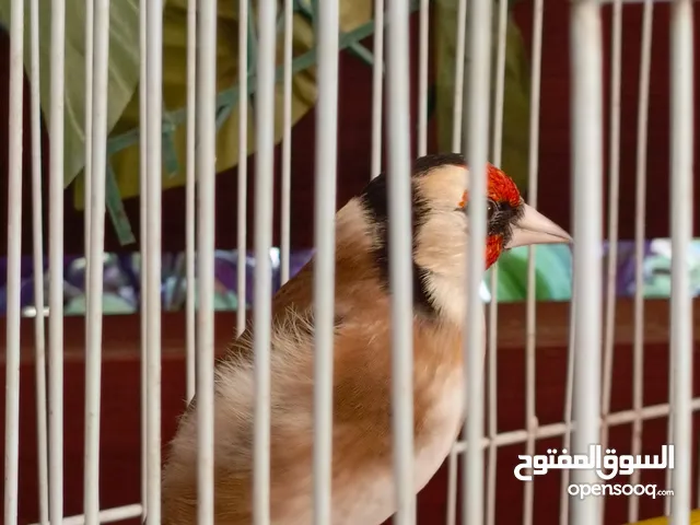 حسون ترابي اليف جدا مغنى بر جميل