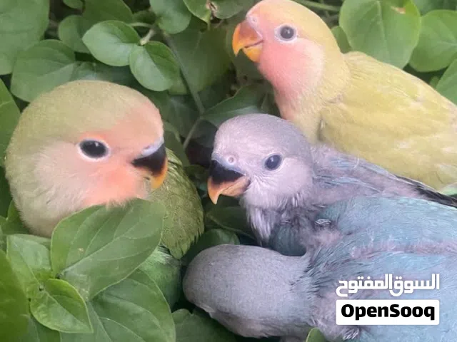 طيور روز اليفه