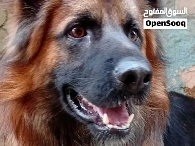 دكر جيرمن شيبرد للحراسة 9شهور
