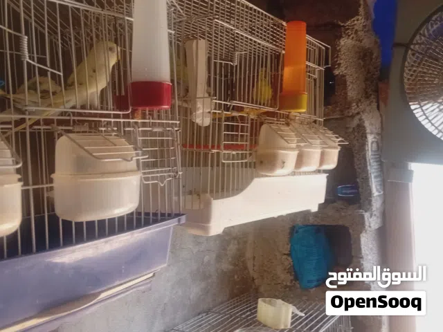 كوبيات للبيغ جمله مستعجل