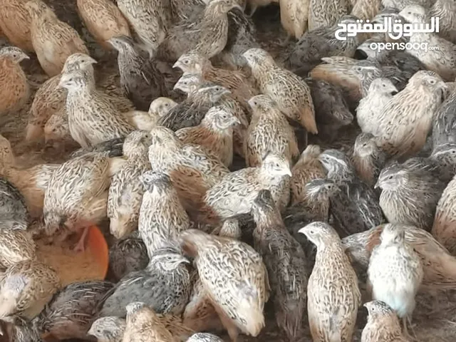 سمان جامبو جاهز للذبح