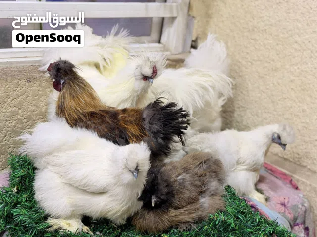 دجاج سلكي شعري مال زينه مناسبات