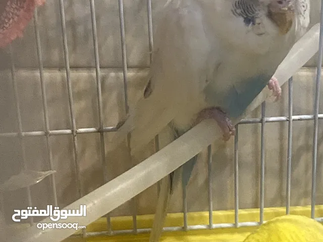 عفور ابيض حب انثى مجاني للتبني