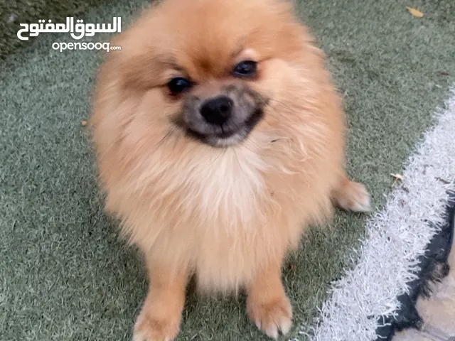 Pomeranian dog brown color