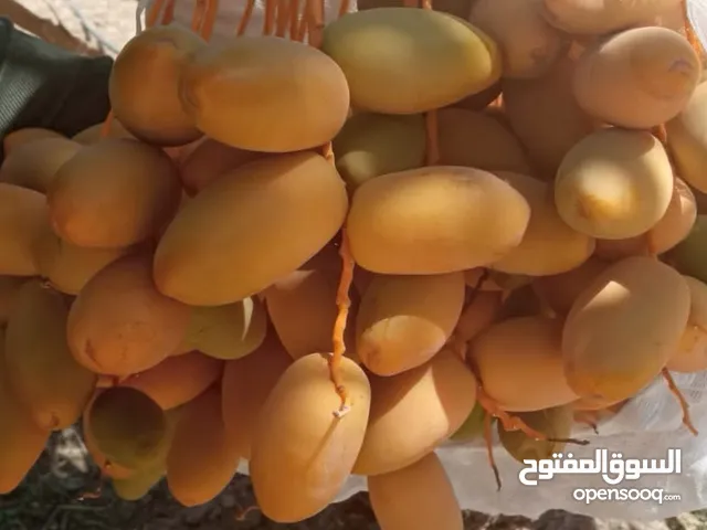 متوفر مزارع نخيل لضمان تمر