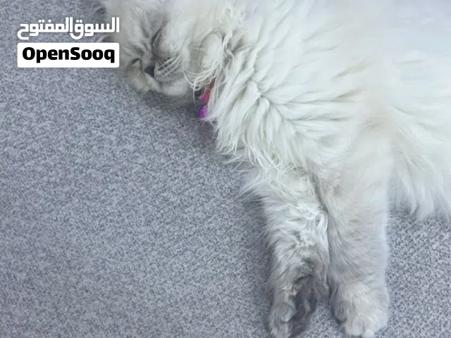 قطة هيمالايا بلو بوينت (مكس سكوتش) - مستوي مميز"