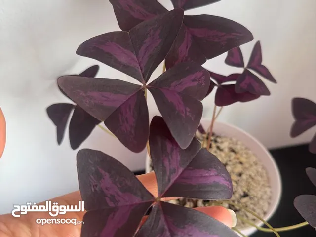 Butterfly Flower (Oxalis) rare and exotic plant