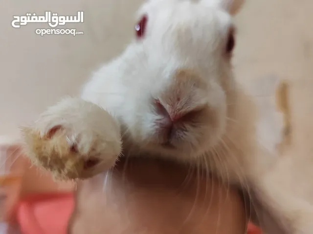 ارنب ابيض عيونه ورديه و لعوب للبيع بسعر مناسب