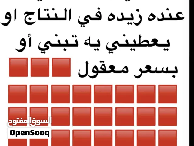 مطلوب كلب بالإعلان موضح