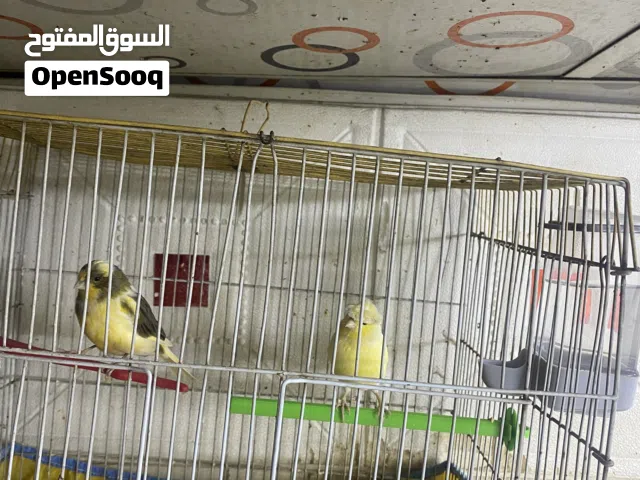 طيره وفحل اللبيع فول نضافه