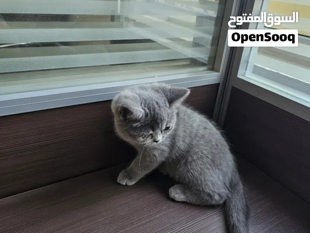 اسكوتش استريت