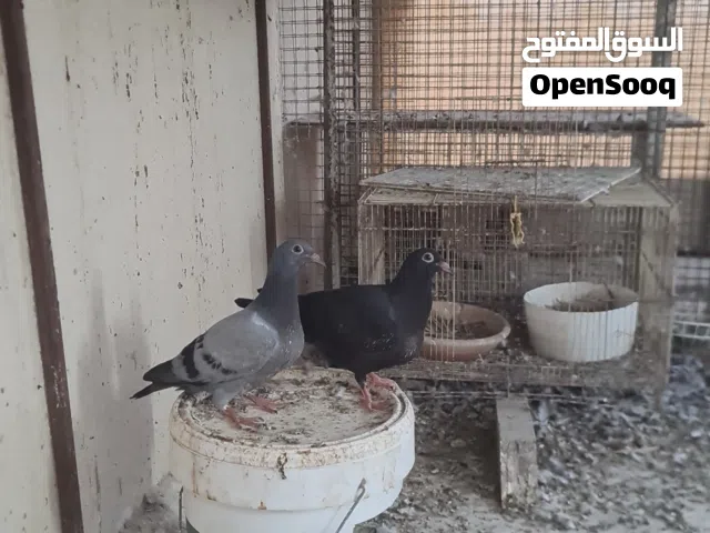 للبيع حمام زاجل