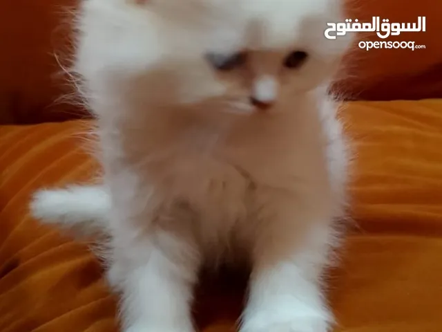 قطط كيتن عمر 45 يوم بريتش و سكوتش فولد ستريد