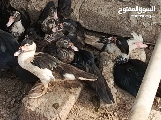 بط مصري الحجم الكبير لي تربيه