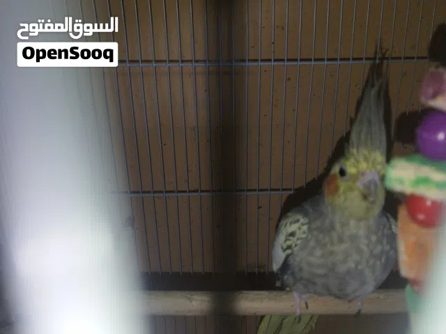 كوكتيل انتاج عراقي صحه جيده جدا