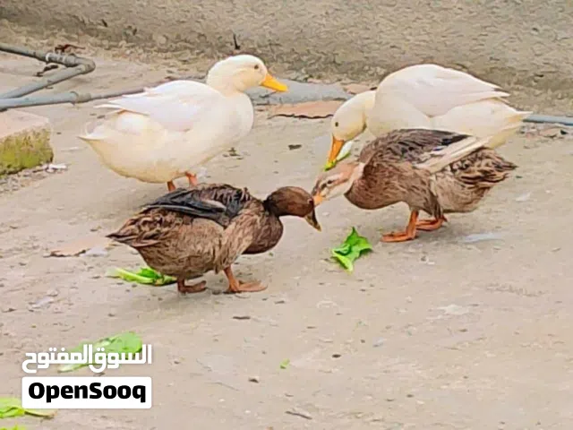 بط بيتي نظيف