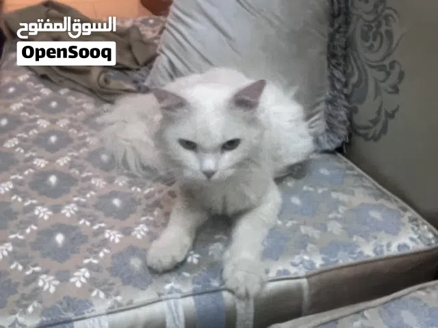 قط جميل ونظيف وأليف جدا ممتاز نادر