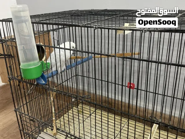 كوبيه بقلينو ربي يبارك اقر المواصفات