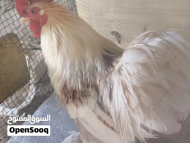 ديك استرالي