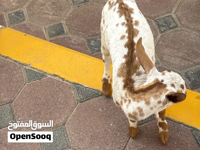 تيس صلالي عمر شهرين معرف