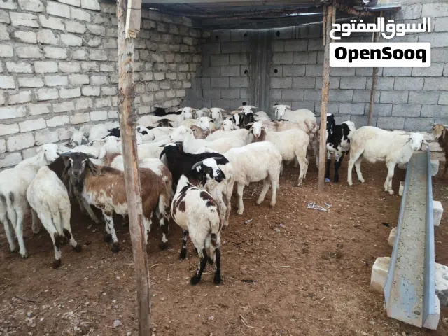 خرفان للبيع