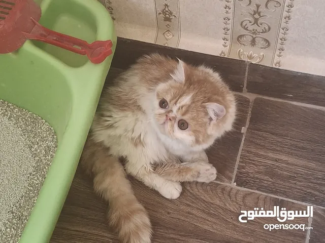 انثى اكزوتيك شورت هير 6 شهور اصول مسجله