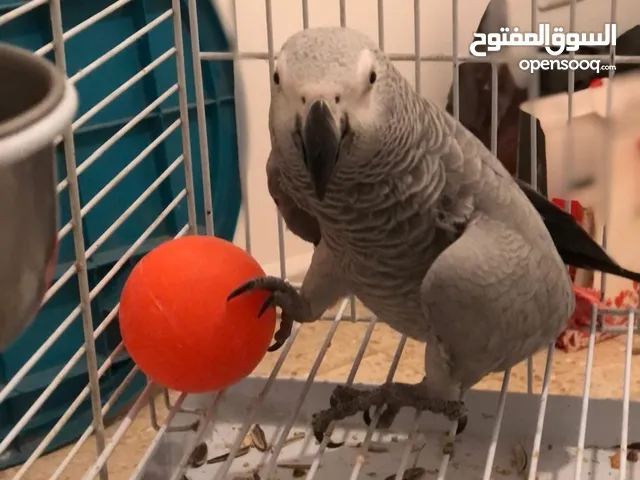 افلح من ذكر الله وصلى على النبي متوفر ببغاء كاسكو ثوب ثلجي ثوب كامل جناح كامل