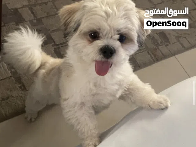 شيتزو للبيع ،