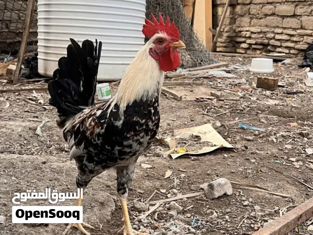 ديك دندراوي للبيع