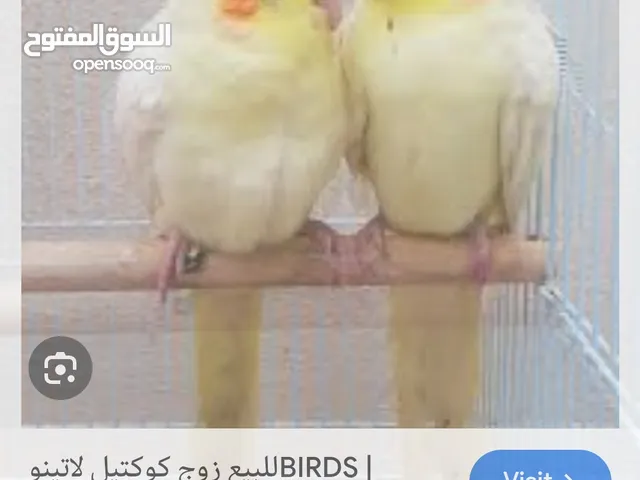 جوزين كوكتيل جوز لاتينو و جوز أنثى ازابيل و الذكر بايد معهم فرخ قريب ينفطم و بايضات