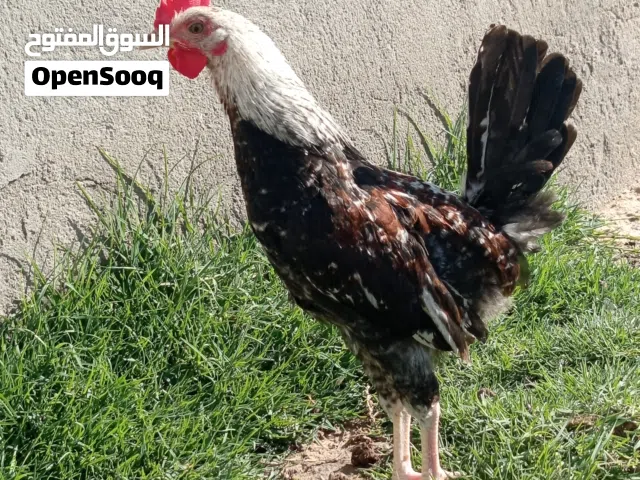 متاح تندراوي ديوجة خط اول فواتح ملقحات رباعي