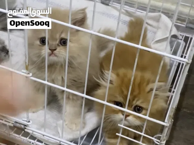 قطط كيتن للبيع بالخبر