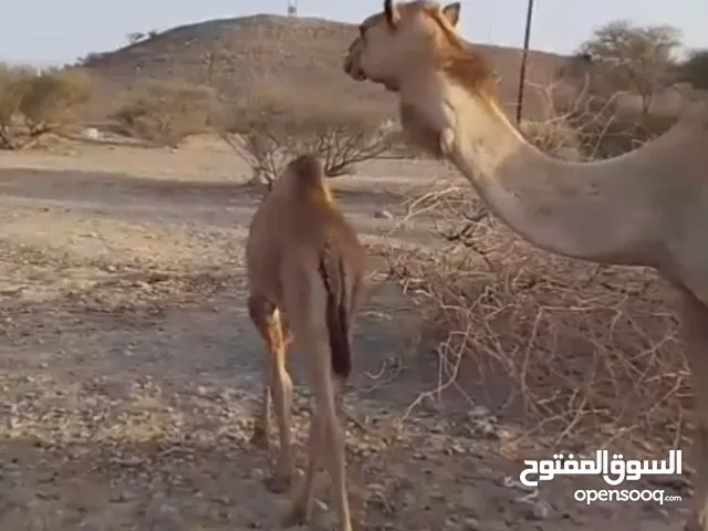 ناقة تحتها قعود
